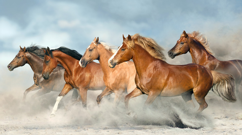 Horse herd galloping
