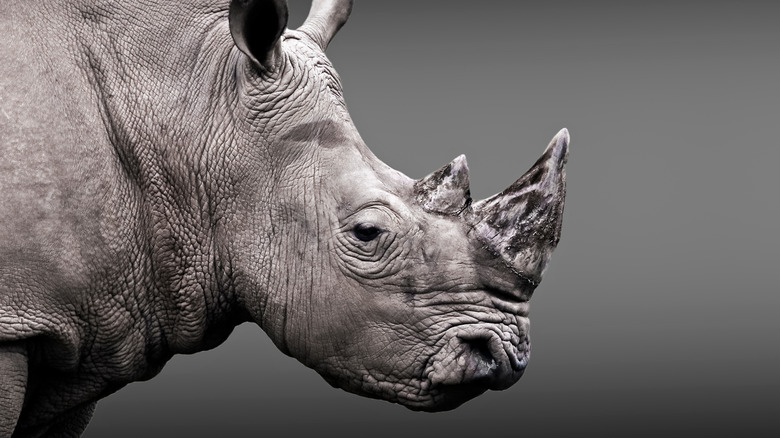 endangered white rhino looking sad