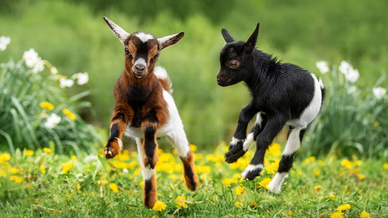 Two baby goats jumping
