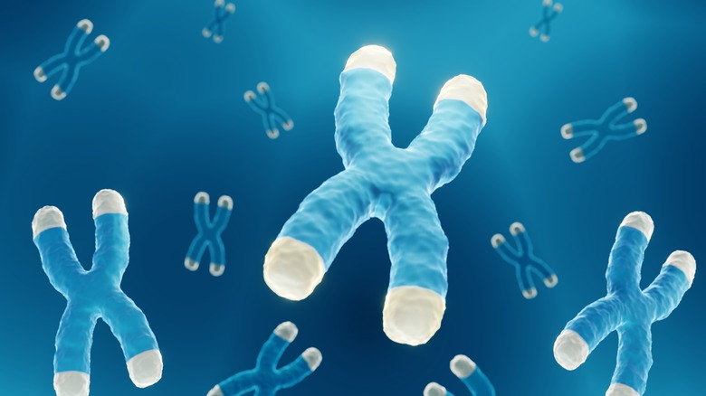 Chromosomes floating