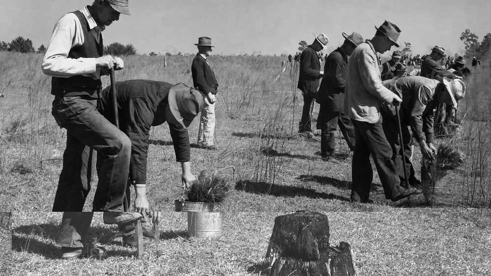 ccc workers planting