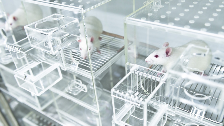 Labs rats in cages