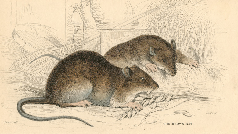 illustration of two brown rats 