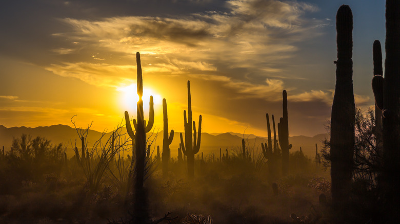 Sun sets behind saguaros