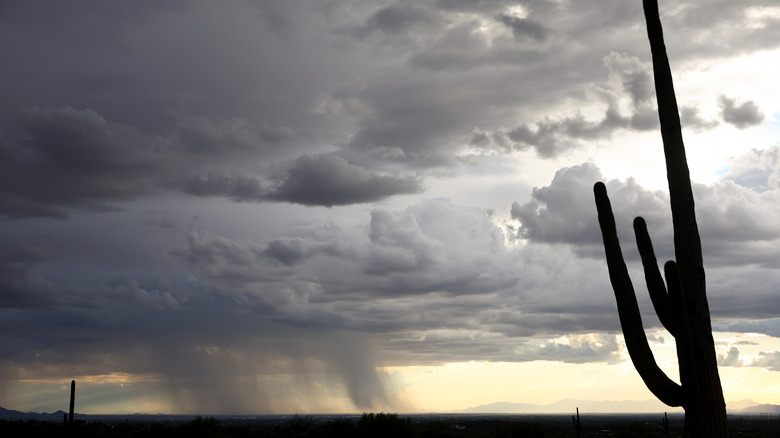 Saguaro cacti stand before a storm