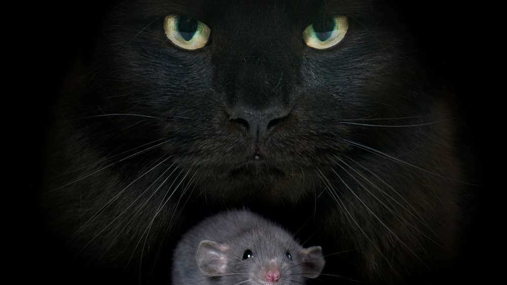 Black cat and mouse
