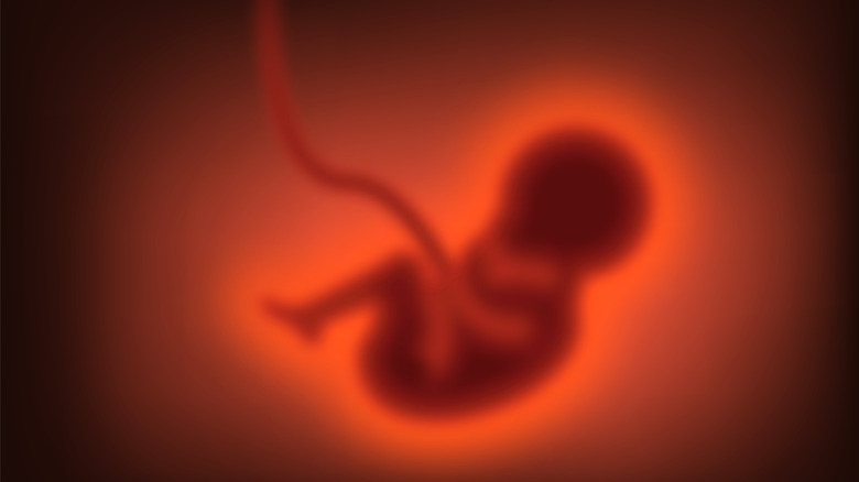 Artist impression of a foetus which umbilical cord
