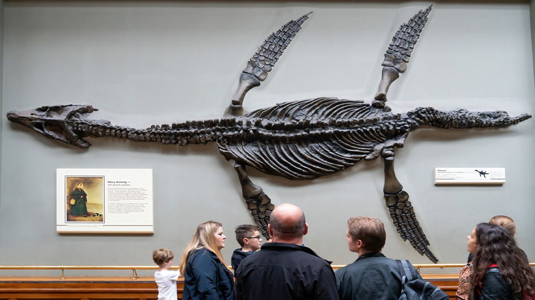 ichthyosaur skeleton on museum wall