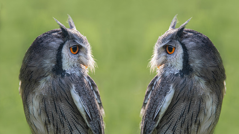 A pair of identical owls