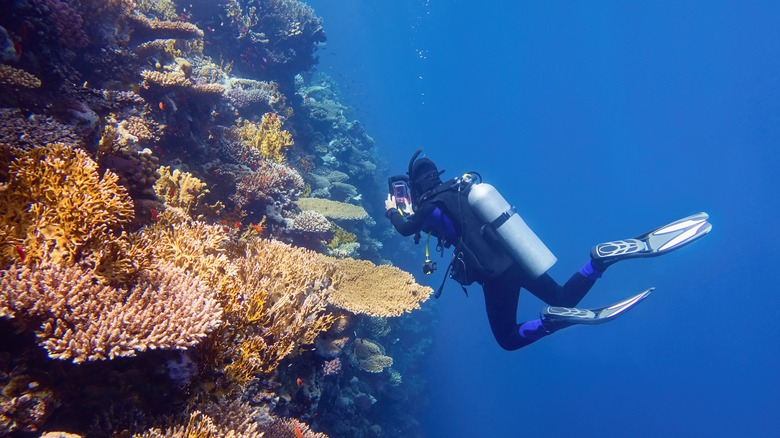scuba diver next to a colorful reef