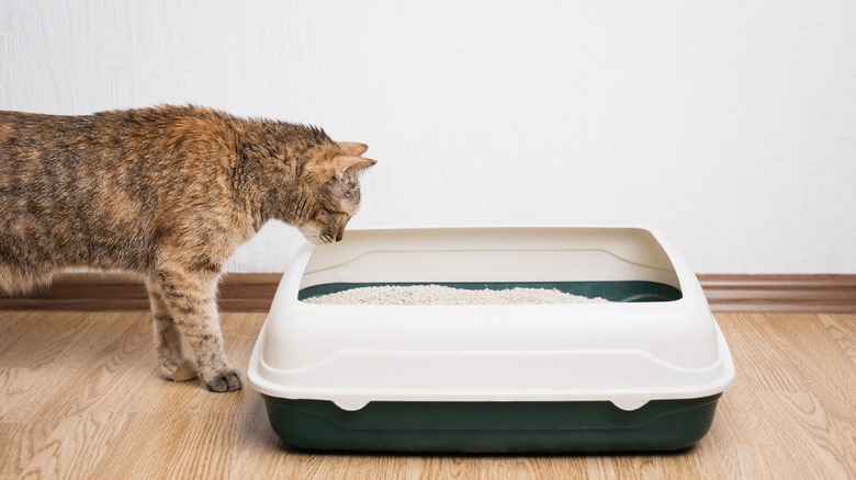 ginger cat looking in a green litter box