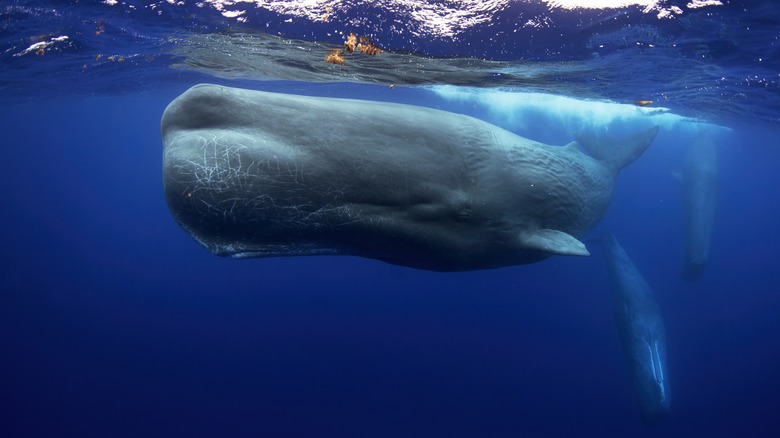 Sperm whale swimming underwater