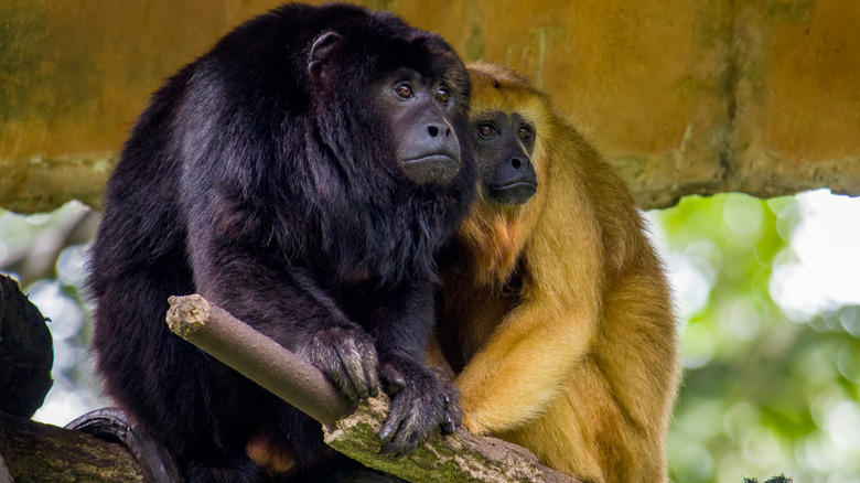 Howler monkey pair on branch