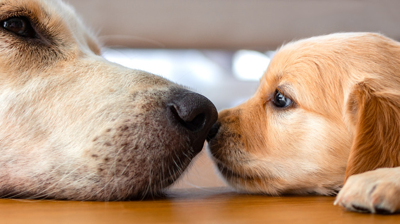 Golden retriever puppies touching noses