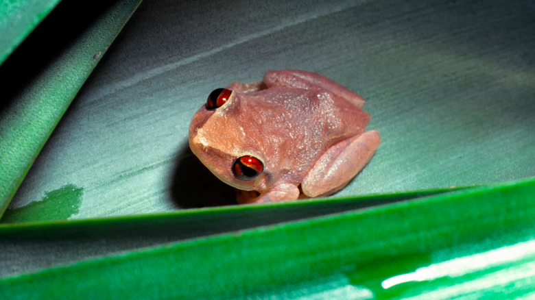 Coqui frog on banana leaf