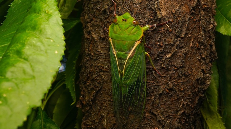 Green grocer cicada on a tree