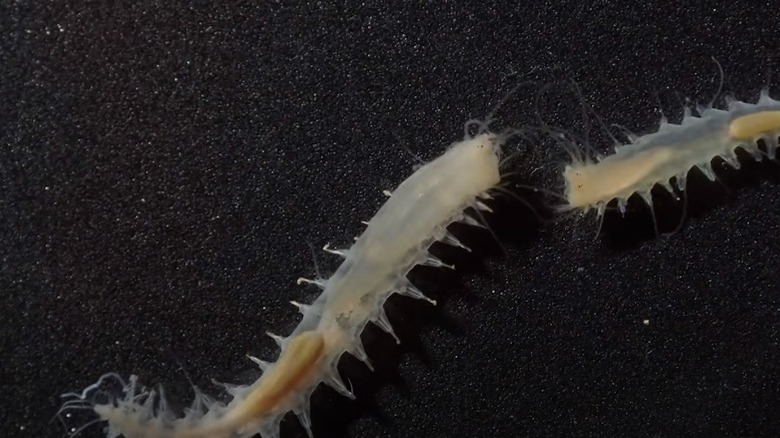 Two marine worms fighting