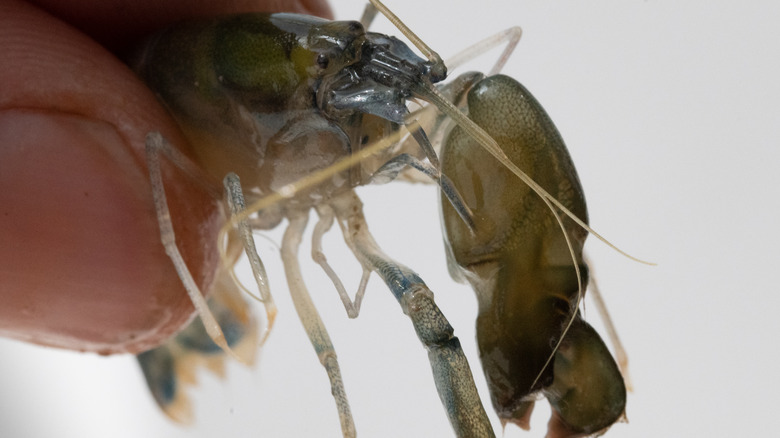 Person holding pistol shrimp's giant claw