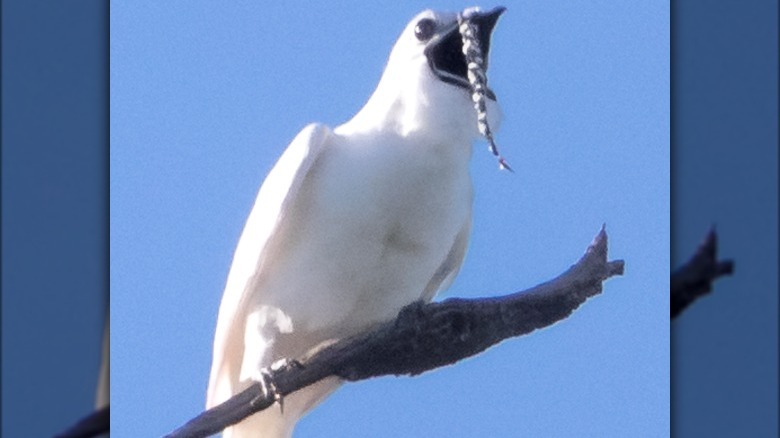 White bellbird calling on branch