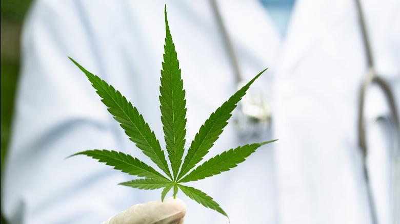 Single marijuana leaf held by doctor with white jacket stethoscope 