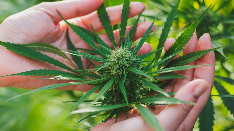 A green Cannabis sativa plant cupped by two hands
