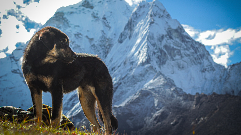 stray dog in the Himalayas