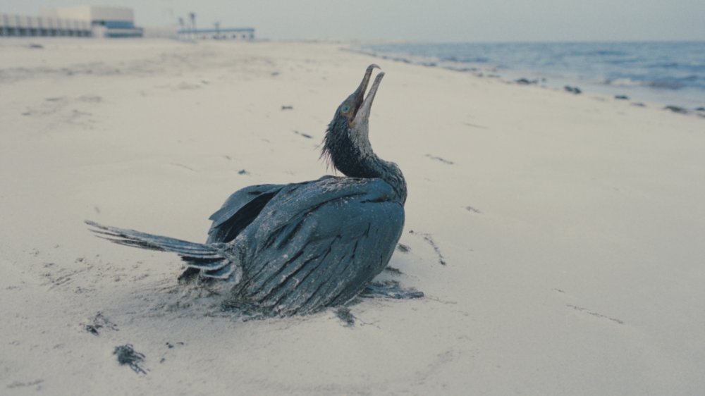 Bird affected by Gulf War oil spill