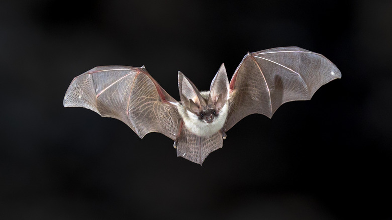 bat flying on dark background