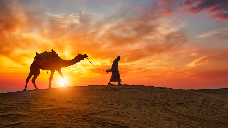camel and person walking through desert