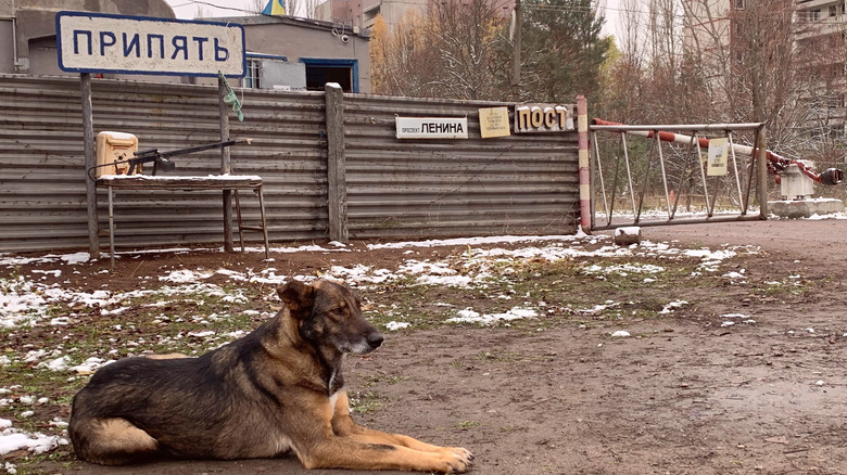 Dog in exclusion zone