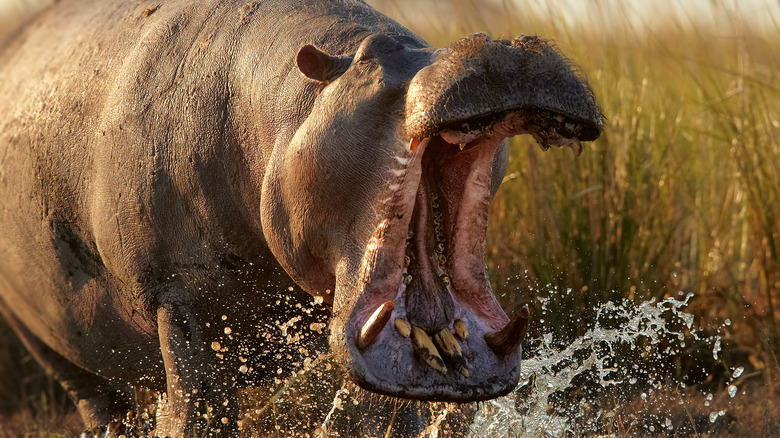 hippo attack water