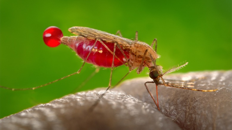 mosquito biting drinking blood