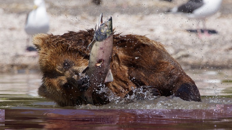 bear catch salmon