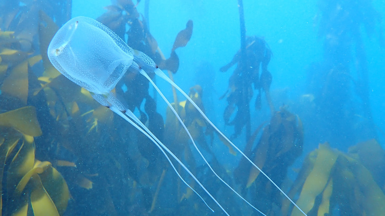 box jellyfish forest underwater