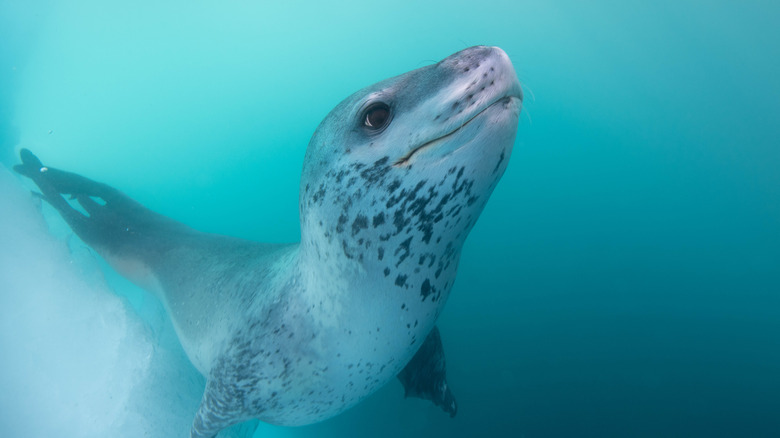 underwater leopard seal