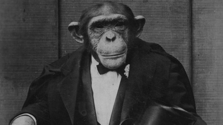 monkey in a suit