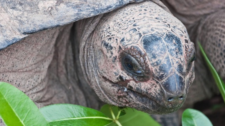 Giant Land Tortoise on Moyenne 