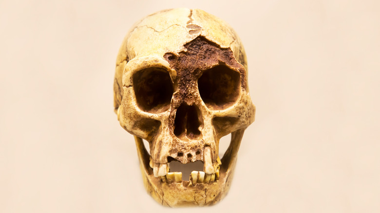 Homo Floresiensis skull