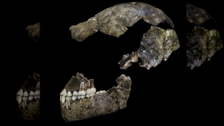 homo naledi skull fragments
