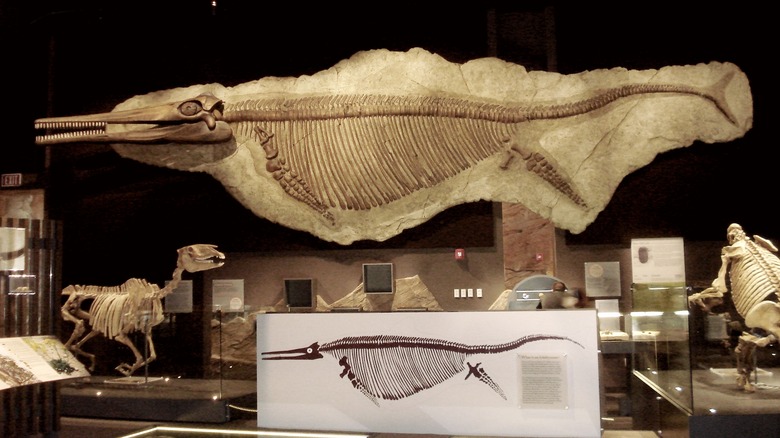 Shonisaurus skeleton on museum wall