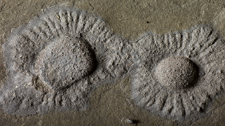 circular fossils in surrounding rock