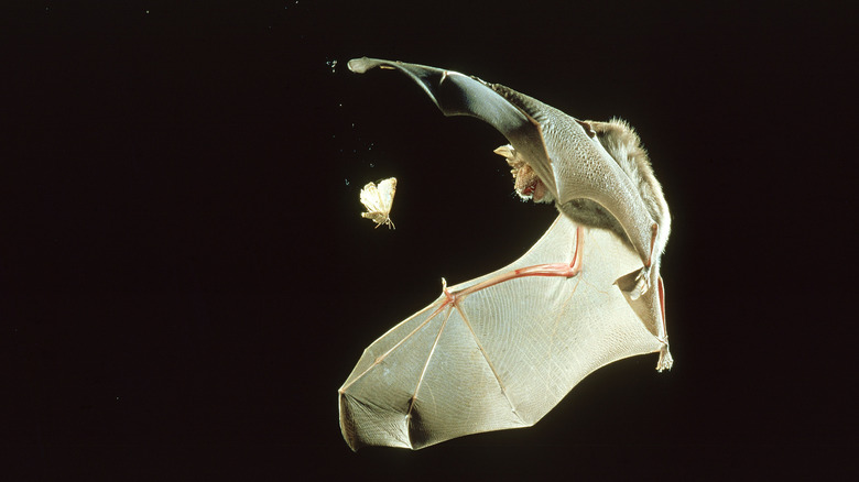 bat closes in on moth
