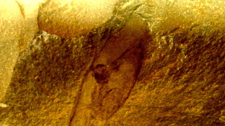 Typhloesus fossil in surrounding rock
