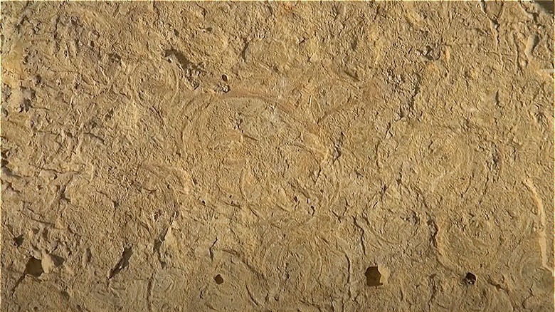 fossilized rings in rock
