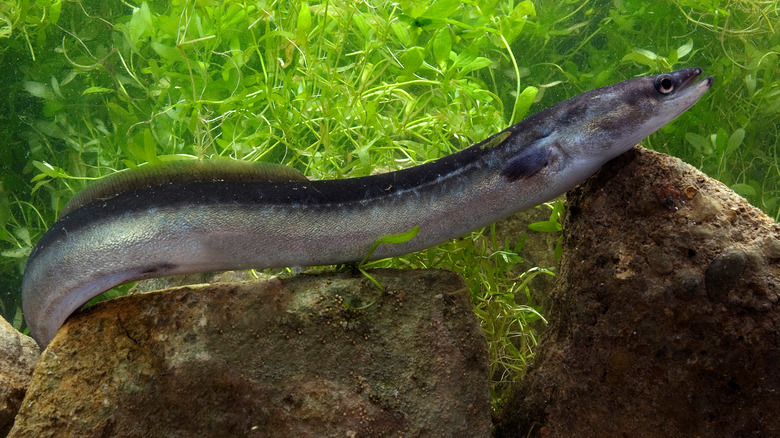 An eel slithers