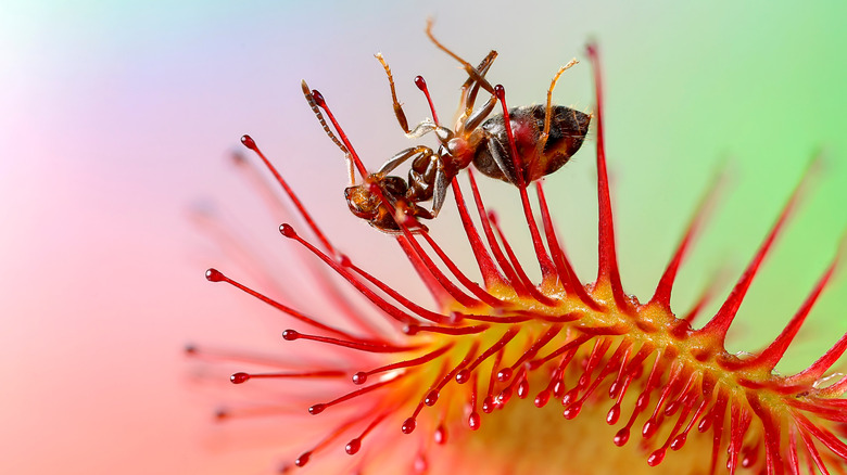 sundew plant with insect prey