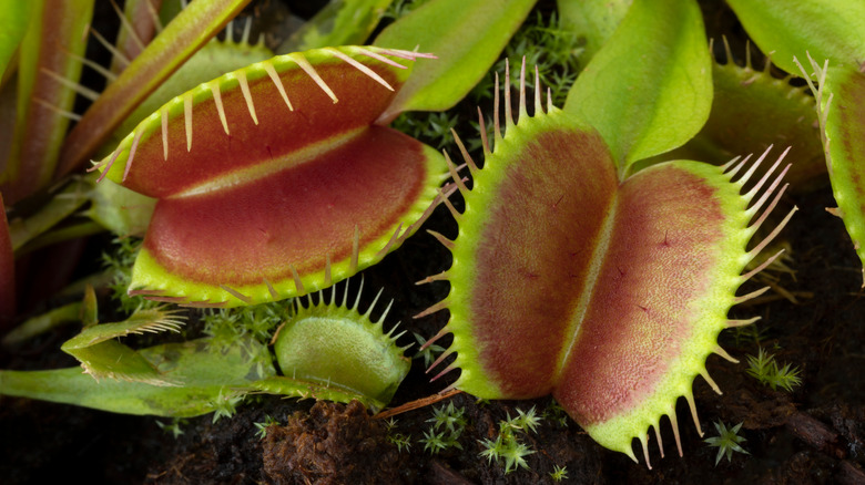 wild venus flytraps