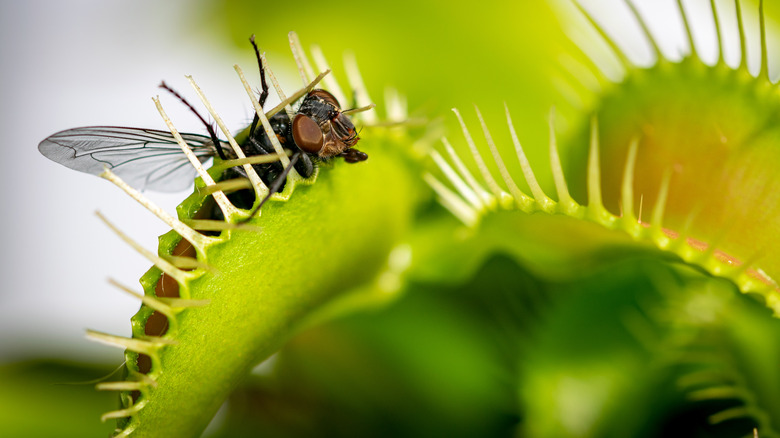 housefly trapped in Venus flytraps
