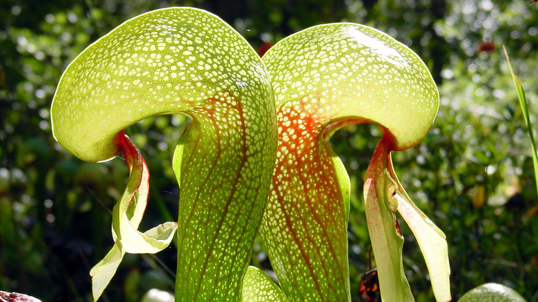 Cobra lily pitchers in sunlight