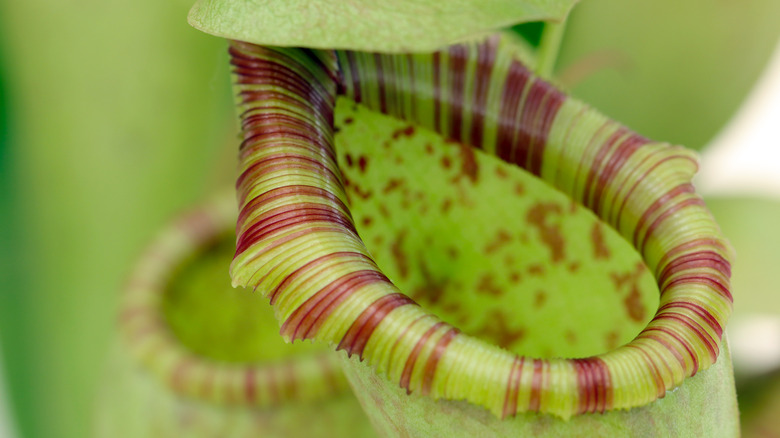 Close-up colorful nepenthes pitcher